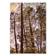 colour by the trees photo print