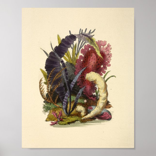 Colour Coral Art Ocean Garden Art Print (Front)