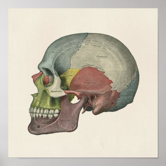 Colour Human Skull Anatomical Art Print (Front)