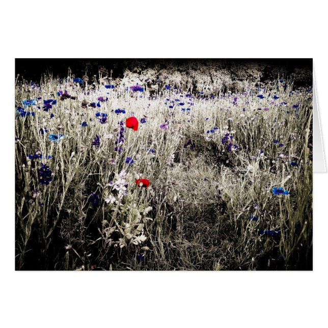 Colour Isolated Flowers Card (Front Horizontal)