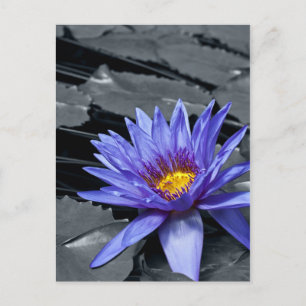 Colour key Tropical Waterlily Postcard