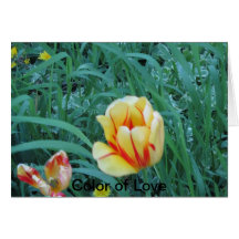 Colour of Love