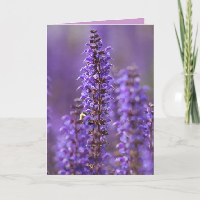 Colour of Summer Blank Greeting Card (Front)