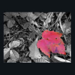 Colour Pop Red Leaf Poster<br><div class="desc">Just a bit of a colour pop. The leaf is not enhanced in any way. I only used a simple black and white filter on the background.</div>