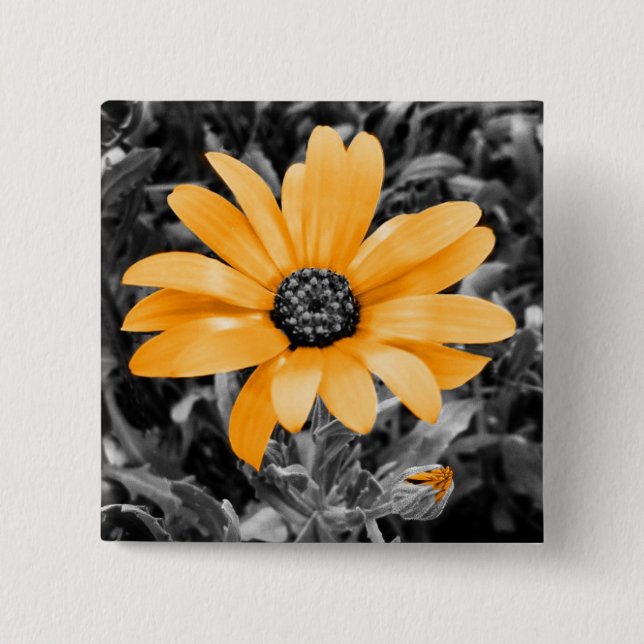 Colour Splash Spring Flash African Daisy 2 Inch Square Button (Front)