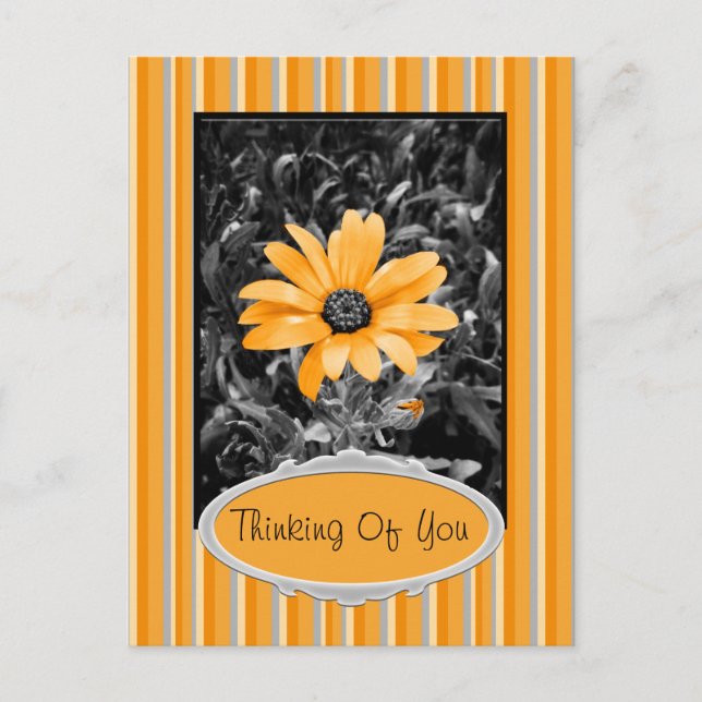 Colour Splash Spring Flash African Daisy Photograp Postcard (Front)