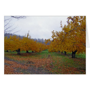 Coloured Apples Orchard