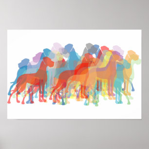Coloured Danes Poster