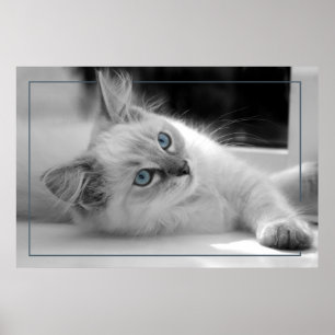Coloured eyes, ragdoll kitten poster
