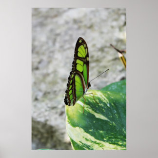 Coloured Glass Poster