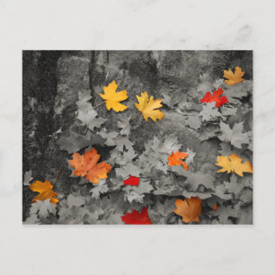 Coloured Leaves in a Black and White World Postcar Postcard