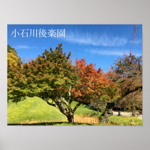 Coloured Maple Tree in Autumn Poster
