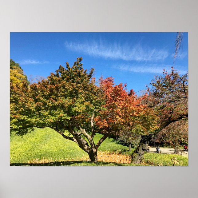 Coloured Maple Tree in Autumn Poster (Front)