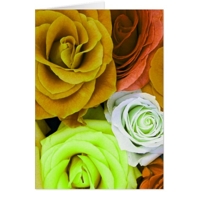 Coloured Roses (Front)