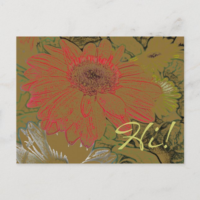 Colourful African Daisies Hi! Postcard (Front)