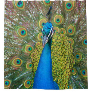 Colourful and Proud Peacock