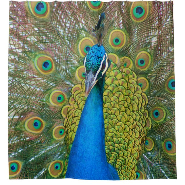 Colourful and Proud Peacock (Front)