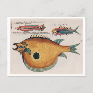 Colourful and surreal illustrations of fishes Postcard