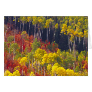 Colourful aspens in Logan Canyon Utah in the