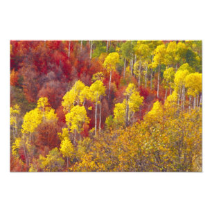 Colourful aspens in Logan Canyon Utah in the 2 Photo Print