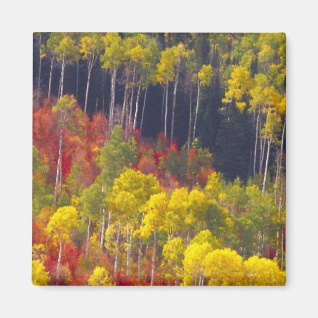 Colourful aspens in Logan Canyon Utah in the Magnet (Front)