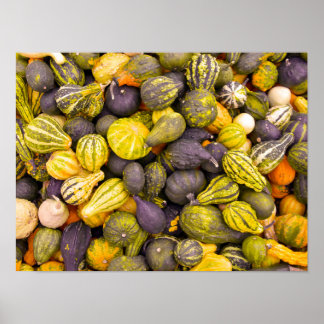 Colourful Assortment of Gourds Poster
