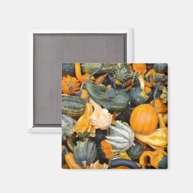 Colourful Autumn Gourds and Squash Magnet (Front/Back)