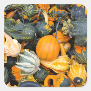 Colourful Autumn Gourds and Squash Square Sticker