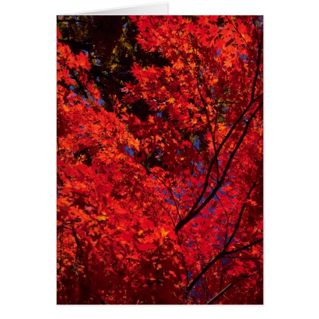 Colourful Autumn landscape (Front)