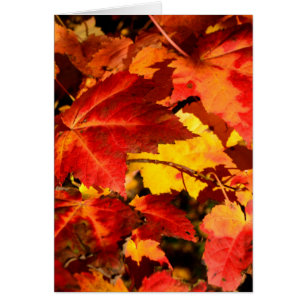 Colourful Autumn Leaves