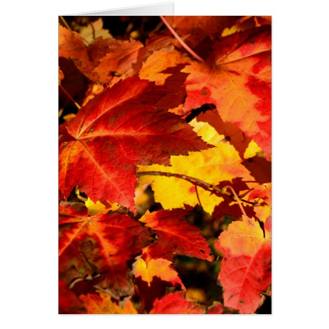Colourful Autumn Leaves (Front)
