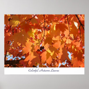 Colourful Autumn Leaves art prints Orange Fall Tre