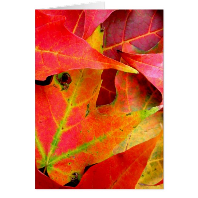 Colourful Autumn Leaves Close-up (Front)