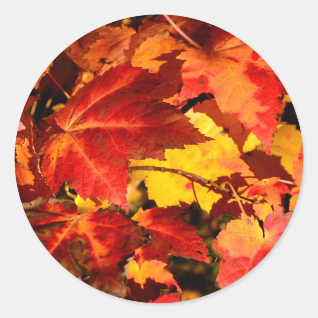Colourful Autumn Leaves, gold red orange maple lea Classic Round Sticker (Front)