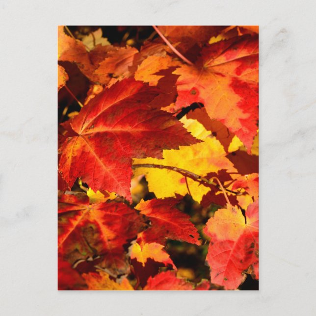 Colourful Autumn Leaves, gold red orange maple lea Postcard (Front)