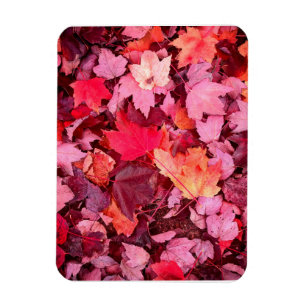 Colourful Autumn Leaves Magnet