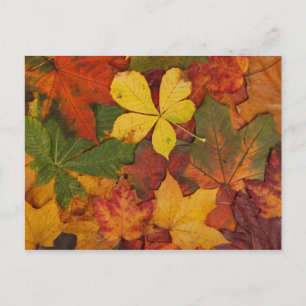 Colourful Autumn Leaves Postcard