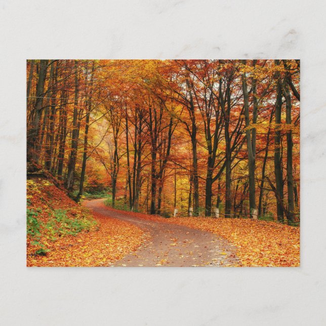 Colourful Autumn Path Postcard (Front)