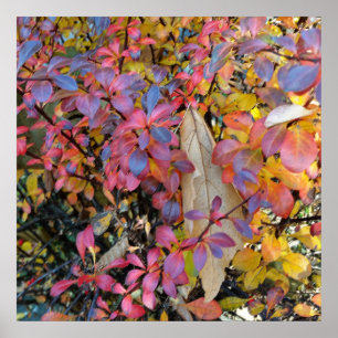 colourful autumn poster