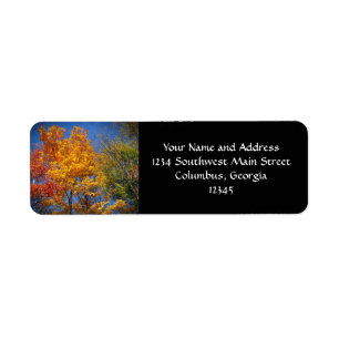 Colourful Autumn Trees