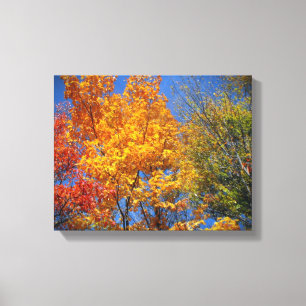 Colourful Autumn Trees Canvas Print
