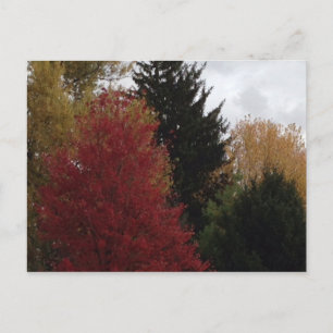 Colourful Autumn Trees Photo Postcards