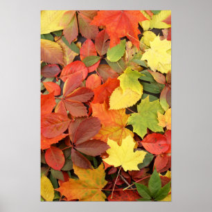 Colourful Background Of Fallen Autumn Leaves Poster