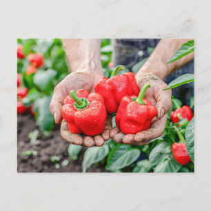 Colourful Bell Peppers and Chili Mix Holiday Postcard