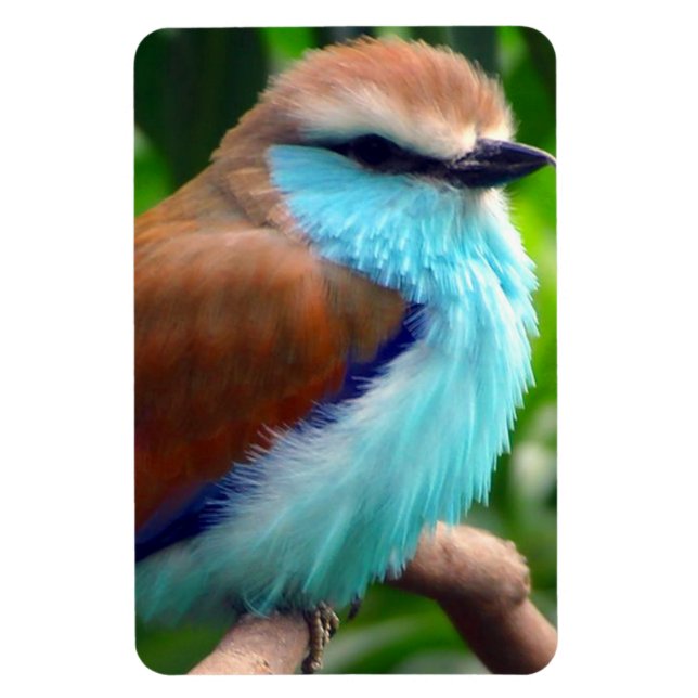 Colourful Bird Magnet (Vertical)