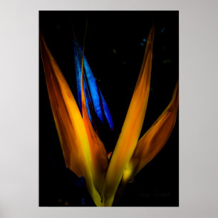 Colourful Bird of Paradise Flower Poster Print