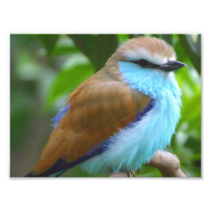 Colourful bird photo print