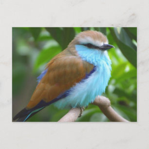 Colourful bird postcard
