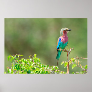 Colourful bird poster