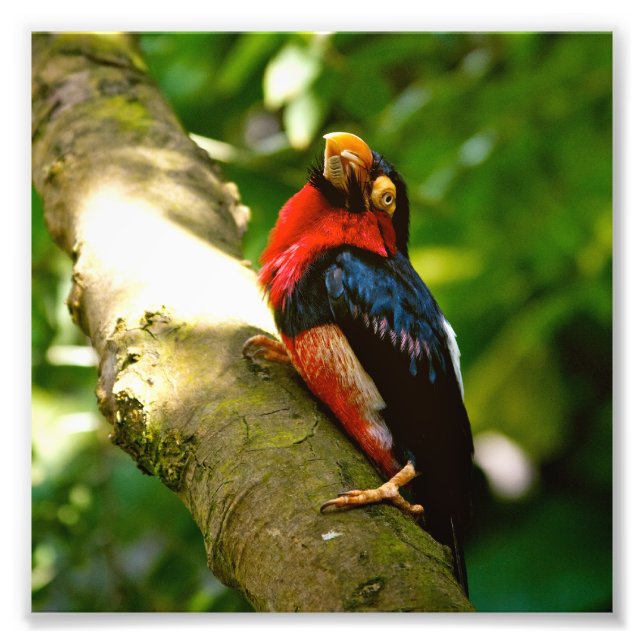 Colourful Bird Rainforest Photo (Front)